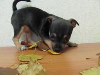 Лот: 6252125. Фото: 2. Щенок той-терьера. Животные и уход