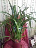 Лот: 6377564. Фото: 2. Орхидея Цимбидиум.. Комнатные растения и уход