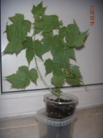 Лот: 3744807. Фото: 2. Абутилон селло (комнатный клен... Комнатные растения и уход