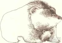 Лот: 15418513. Фото: 17. Константиновский Майлен - КОАПП...