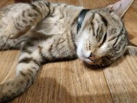 Лот: 16228332. Фото: 2. Котенок, девочка, примерно пятый... Животные и уход