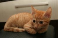 Лот: 12824154. Фото: 2. Рыжий котёнок (пацан) Help,Help... Животные и уход