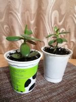 Лот: 16702321. Фото: 2. Денежное дерево (Толстянка). Комнатные растения и уход