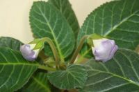 Лот: 4155295. Фото: 2. Глоксиния крупная (цена за цветущее... Комнатные растения и уход