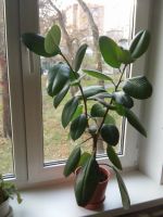 Лот: 12492831. Фото: 2. фикус крупнолистный. Комнатные растения и уход