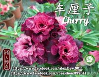 Лот: 17904478. Фото: 3. Адениум Cherry крупный. Растения и животные