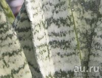 Лот: 18068882. Фото: 5. Эхмея полосатая (Aechmea fasciata...