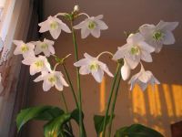 Лот: 4541708. Фото: 3. Эухарис (Эвхарис), амазонская... Растения и животные