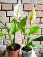 Лот: 4178516. Фото: 2. Спатифиллум Sweet Chico, цветет. Комнатные растения и уход