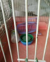 Лот: 3397118. Фото: 2. Клетка для грызунов с поилкой... Животные и уход