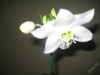 Лот: 1610983. Фото: 2. белая лилия эаухарис в горшке. Комнатные растения и уход