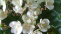 Лот: 7755610. Фото: 2. Фиалка Emerald Pink (Эмэралд Пинк... Комнатные растения и уход