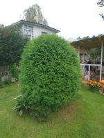 Лот: 16396884. Фото: 2. Туя шаровидная 3 года. Семена, рассада, садовые растения