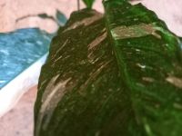 Лот: 17311994. Фото: 3. Спатифиллум Джемини жатый лист... Растения и животные