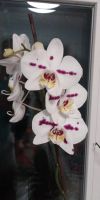Лот: 21107856. Фото: 2. Орхидея фаленопсис. Комнатные растения и уход