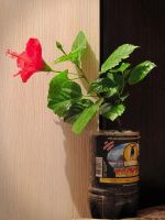 Лот: 6244433. Фото: 4. Гибискус красный. Красноярск