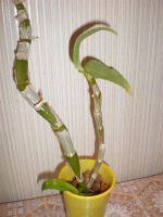 Лот: 1898970. Фото: 2. Дендробиум Нобиле-. Комнатные растения и уход