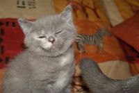 Лот: 917254. Фото: 3. Скотиш страйт(Цена снижена). Растения и животные