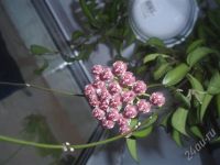 Лот: 465501. Фото: 2. Hoya wayetii (Хойя Ваети). Комнатные растения и уход