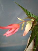 Лот: 15134482. Фото: 3. бегония боливийская розовая. Растения и животные