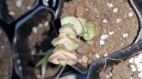 Лот: 9584793. Фото: 2. Крассула суккулент (Crassula nealiana... Комнатные растения и уход