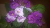 Лот: 9210745. Фото: 3. Фиалка фиолетово-белая (срежу... Растения и животные