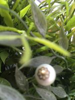 Лот: 21638133. Фото: 5. Булавка с жемчужинами.