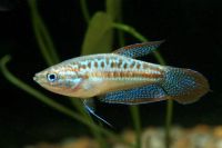 Лот: 11051766. Фото: 2. Карликовый гурами (Trichopsis... Аквариумистика
