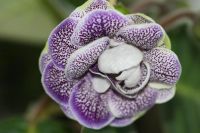 Лот: 3054328. Фото: 2. Глоксиния 19 (цветёт). Комнатные растения и уход