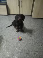 Лот: 17490773. Фото: 3. Продам щенка таксы 7 месяцев. Растения и животные