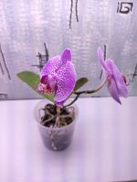 Лот: 16277520. Фото: 2. Орхидея. Комнатные растения и уход