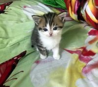 Лот: 14983206. Фото: 4. Шотландские котята. Красноярск