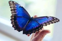 Лот: 12339255. Фото: 5. Живые тропические бабочки для...