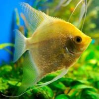 Лот: 16203695. Фото: 4. Скалярия - желтый брилиант (Pterophyllum... Красноярск