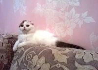 Лот: 3445066. Фото: 4. Шотландские котята Питомник "Мурлыка... Красноярск