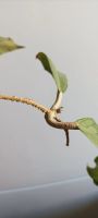 Лот: 19325211. Фото: 3. хойя (Hoya sp. Kast (EPC-934). Растения и животные