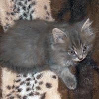 Лот: 11692191. Фото: 3. котятки. Растения и животные