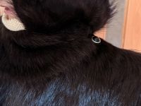 Лот: 25741556. Фото: 5. Шуба из нутрии