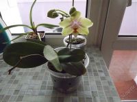 Лот: 2256689. Фото: 2. Орхидея фаленопсис. Комнатные растения и уход