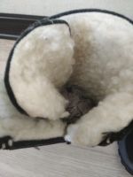 Лот: 15022417. Фото: 3. Новые валенки на мальчика. Модель... Дети растут