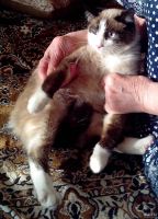 Лот: 13669023. Фото: 5. Котик 6 месяцев в добрые руки