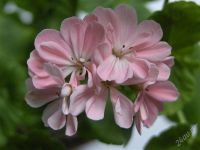 Лот: 2323642. Фото: 2. Пеларгония Natalie, укорененный... Комнатные растения и уход