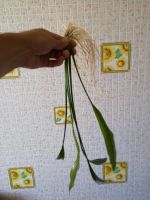 Лот: 14319559. Фото: 2. Эхинодорус. Аквариумистика