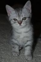 Лот: 3682420. Фото: 2. Шотландский котенок девочка. Животные и уход