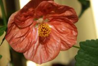 Лот: 4399064. Фото: 2. Абутилон Бэлла красный (цветет... Комнатные растения и уход