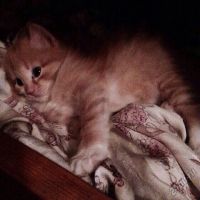 Лот: 5628672. Фото: 2. Котят отдам , только в добрые... Животные и уход