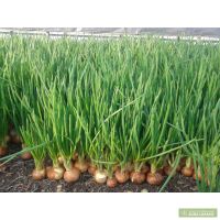 Лот: 8391574. Фото: 2. Лук Зелень Перо. Продукты