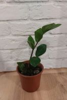 Лот: 20680679. Фото: 2. Замиокулькас. Молодой. Комнатные растения и уход