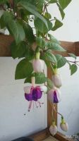 Лот: 13435485. Фото: 2. Фуксия сортовая Brokwood Joy... Комнатные растения и уход