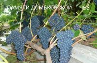 Лот: 11067888. Фото: 4. Саженцы винограда. Красноярск